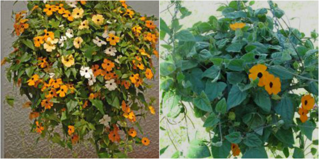 Black Eyed Susan Vine